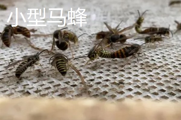 被马蜂蛰了有什么后果,被大型马蜂蜇到可能会致死