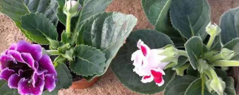 芙蓉花叶子能栽活吗，是不可活的