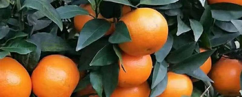沃柑在哪些地方可以种植，可在海拔420m以下地区推广种植