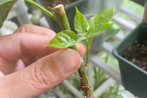 紫荆花扦插的选择和处理，选择一、二年生长健壮的枝条作插条