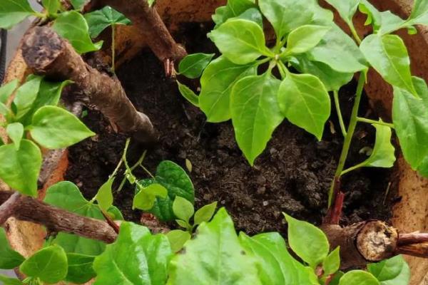 紫荆花扦插的选择和处理，选择一、二年生长健壮的枝条作插条