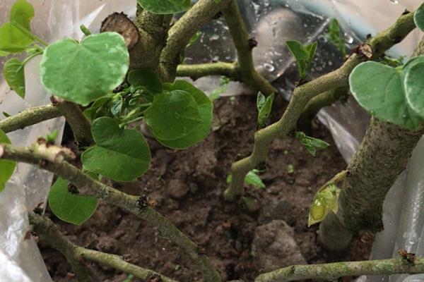 紫荆花扦插的选择和处理，选择一、二年生长健壮的枝条作插条