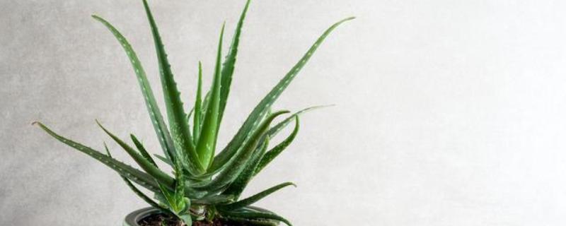 种芦荟放在哪里风水好，推荐卫生间、客厅等