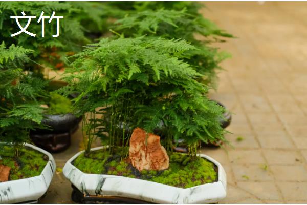 哪些绿植适合放在公司里，可选择发财树、仙客来等品种