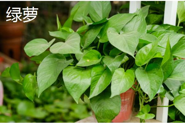 哪些绿植适合放在公司里，可选择发财树、仙客来等品种