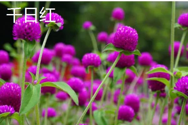 哪些绿植适合放在公司里，可选择发财树、仙客来等品种