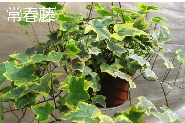 哪些绿植适合放在公司里，可选择发财树、仙客来等品种