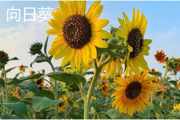 哪些绿植适合放在公司里，可选择发财树、仙客来等品种