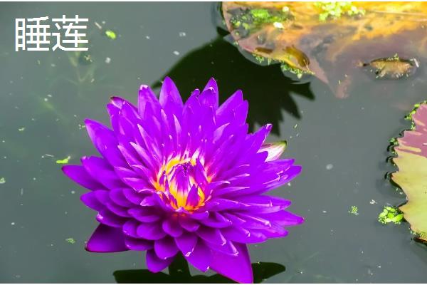 哪些绿植适合放在公司里，可选择发财树、仙客来等品种