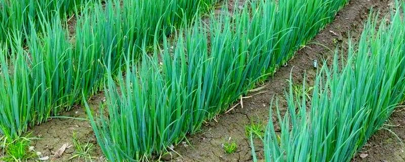 小葱为什么会烂根，过度浇水会导致根系腐烂