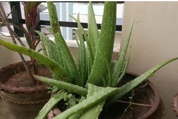 种芦荟放在哪里风水好，推荐卫生间、客厅等