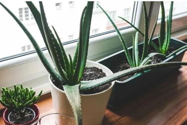 种芦荟放在哪里风水好，推荐卫生间、客厅等