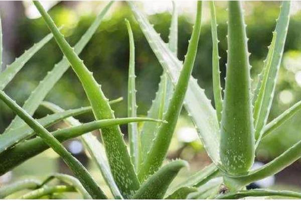 种芦荟放在哪里风水好，推荐卫生间、客厅等