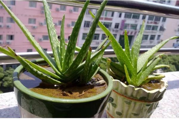 种芦荟放在哪里风水好，推荐卫生间、客厅等