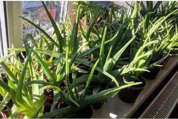 种芦荟放在哪里风水好，推荐卫生间、客厅等
