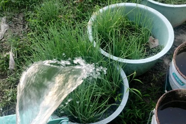 小葱为什么会烂根，过度浇水会导致根系腐烂