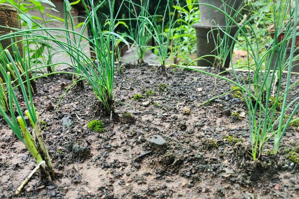 小葱为什么会烂根，过度浇水会导致根系腐烂