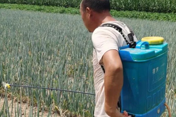 小葱为什么会烂根，过度浇水会导致根系腐烂