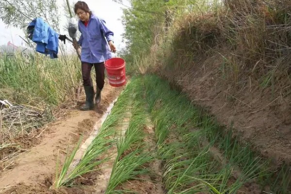 小葱为什么会烂根，过度浇水会导致根系腐烂