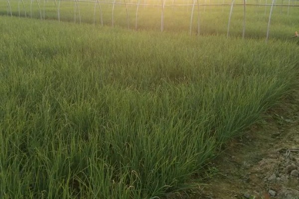 小葱为什么会烂根，过度浇水会导致根系腐烂