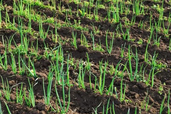 小葱为什么会烂根，过度浇水会导致根系腐烂