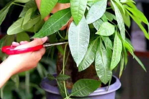 怎么移栽发财树，从原盆中取出植株栽入新盆