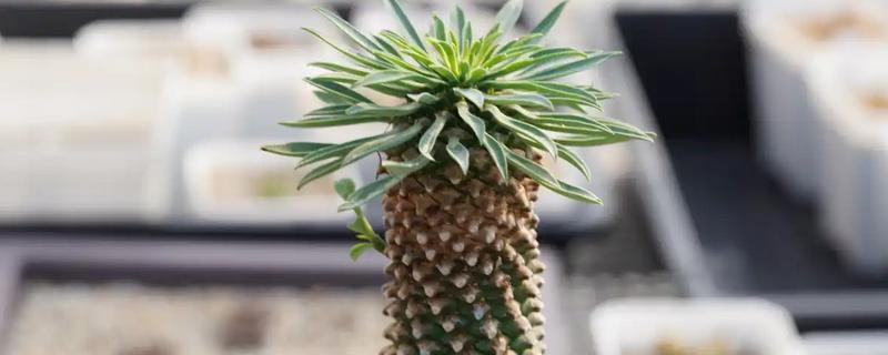 菠萝头的开花时间，在春秋两个时间段集中开花