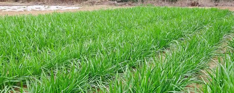 韭菜苗后的专用除草剂，常见的有精喹禾灵、精稳杀得等