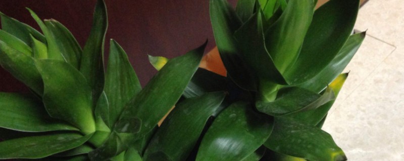 三支观音竹的寓意，寓意吉祥如意