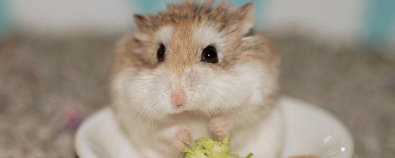 被仓鼠咬伤如何处理，可用肥皂水冲洗伤口