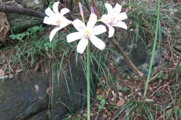 夏水仙的形态特征，其花葶高60厘米以上