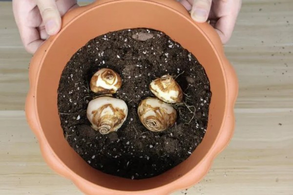 夏水仙的形态特征，其花葶高60厘米以上