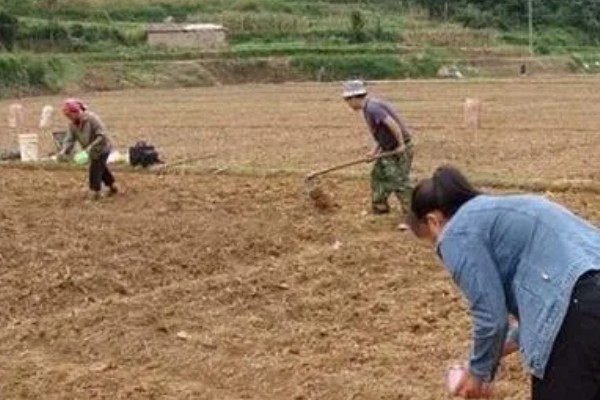 夏水仙的形态特征，其花葶高60厘米以上