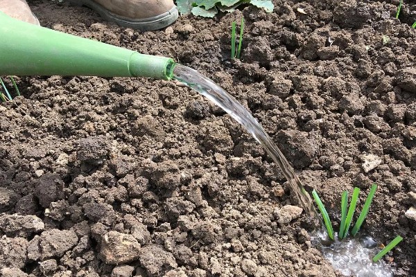 韭菜苗后的专用除草剂,常见的有精喹禾灵、精稳杀得等