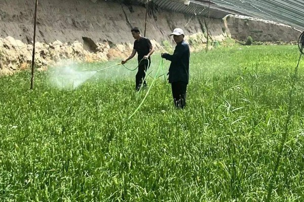 韭菜苗后的专用除草剂,常见的有精喹禾灵、精稳杀得等