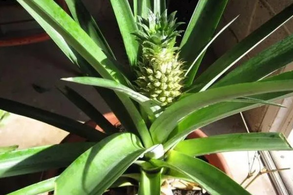 菠萝头的开花时间，在春秋两个时间段集中开花