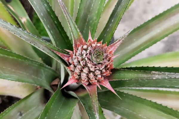 菠萝头的开花时间，在春秋两个时间段集中开花