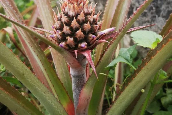 菠萝头的开花时间，在春秋两个时间段集中开花