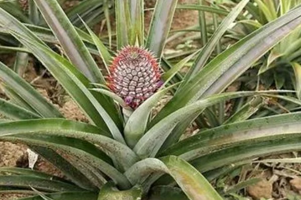 菠萝头的开花时间，在春秋两个时间段集中开花