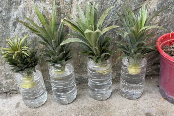 菠萝头的开花时间，在春秋两个时间段集中开花