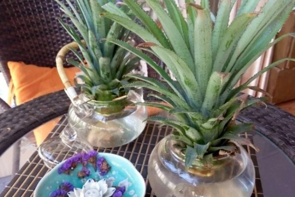 菠萝头的开花时间，在春秋两个时间段集中开花