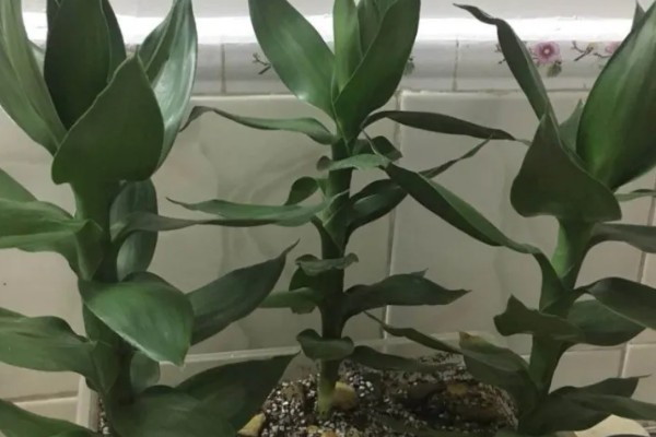 三支观音竹的寓意，寓意吉祥如意