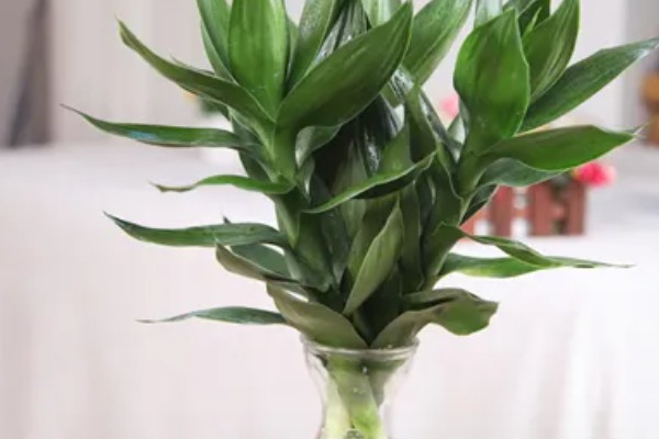 三支观音竹的寓意，寓意吉祥如意