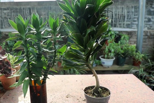 三支观音竹的寓意，寓意吉祥如意