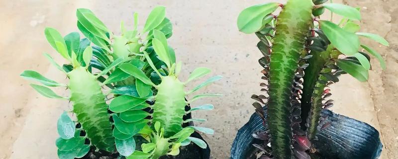 龙骨花怎么养才长得茂盛，要将其放在有柔和散光的地方养