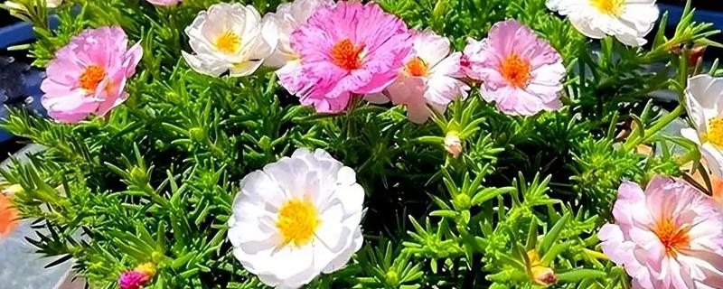 哪些阳台植物耐旱不怕晒，常见太阳花、木槿花等品种