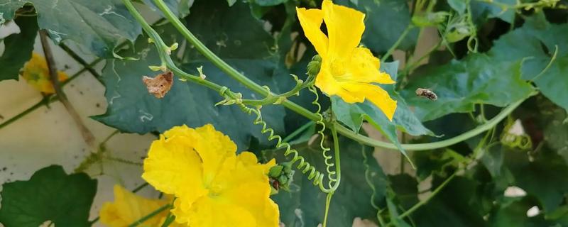 南瓜花是不完全花的原因，只有雌蕊没有雄蕊属于不完全花