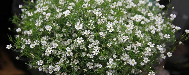 满天星的存活时间，寿命多为3-5年