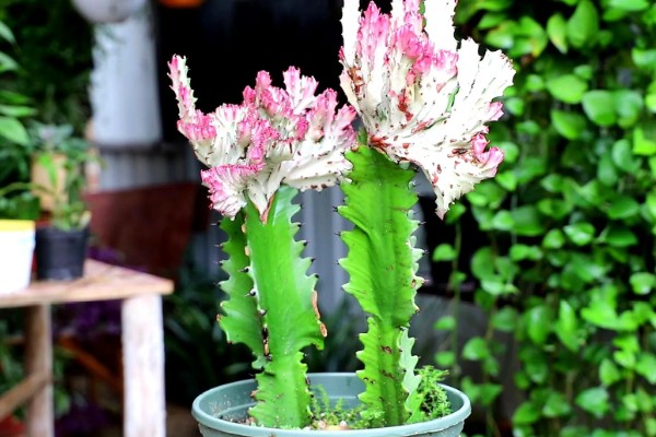 龙骨花怎么养才长得茂盛，要将其放在有柔和散光的地方养