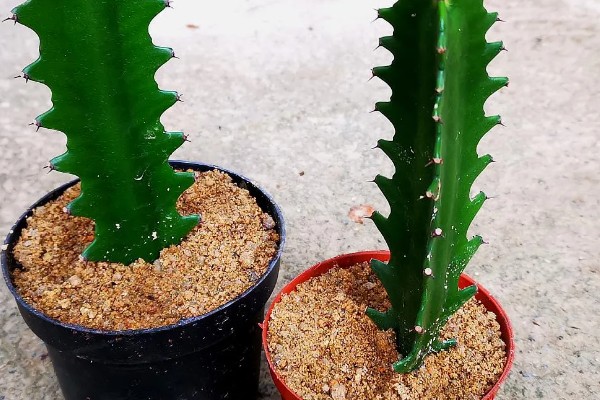 龙骨花怎么养才长得茂盛，要将其放在有柔和散光的地方养